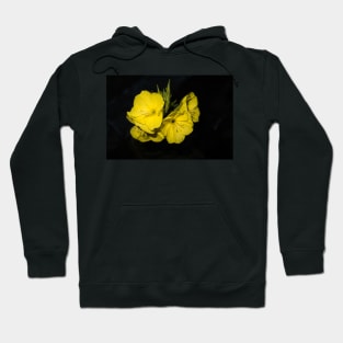 Yellow evening primrose (Oenothera) on a black background. Selective focus. Hoodie